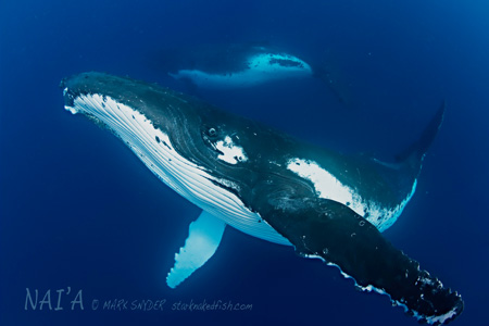 Buckelwale bei Tonga