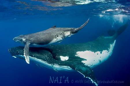 Buckelwale bei Tonga