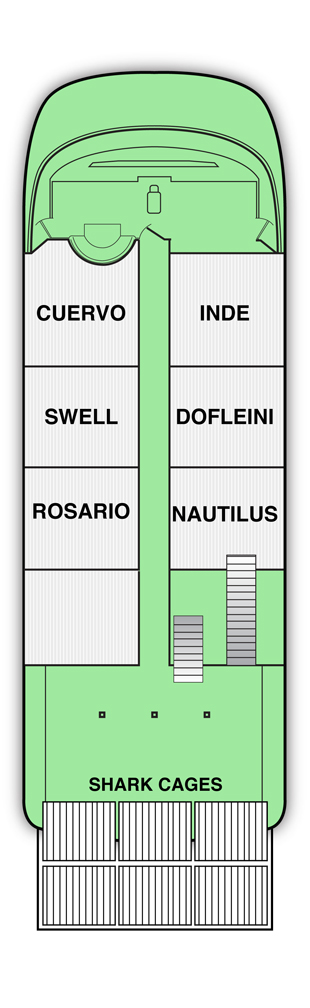 Nautilus Belle Amie