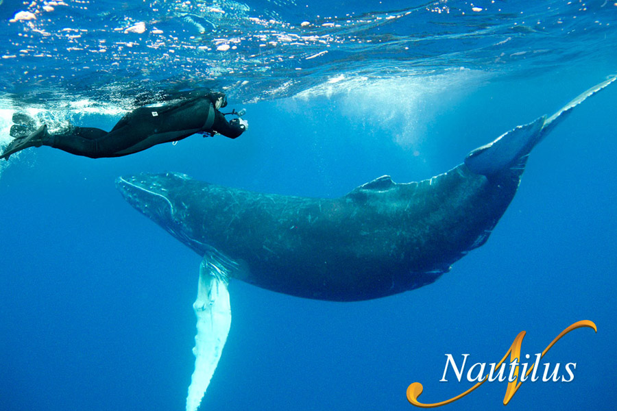 Nautilus Belle Amie