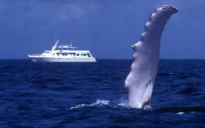 Turks & Caicos Aggressor II