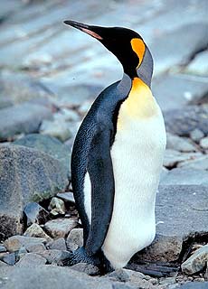 Pinguin