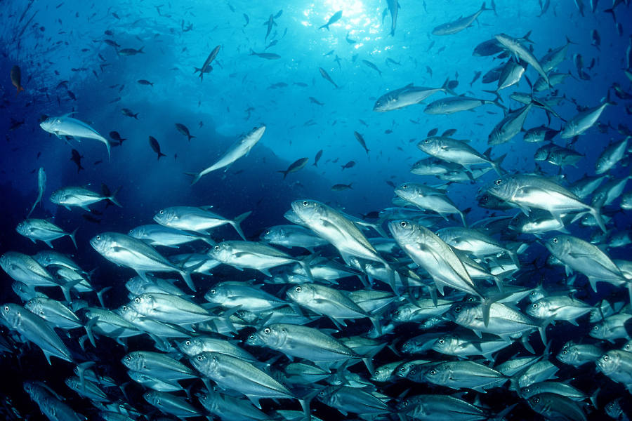 Großaugen-Stachelmakrelen© Reinhard Dirscherl - www.ocean-photos.de