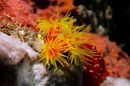 Anemone