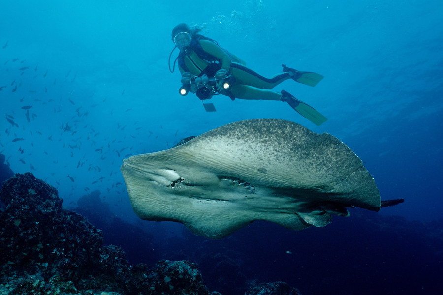 Schwarzflecken-Stachelrochen© Reinhard Dirscherl - www.ocean-photos.de
