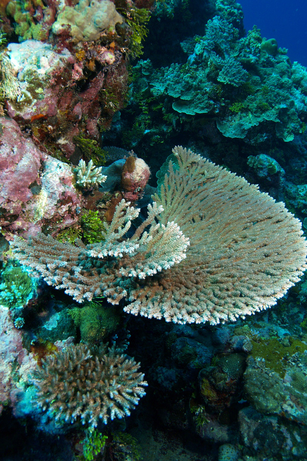 Ocean Hunter I