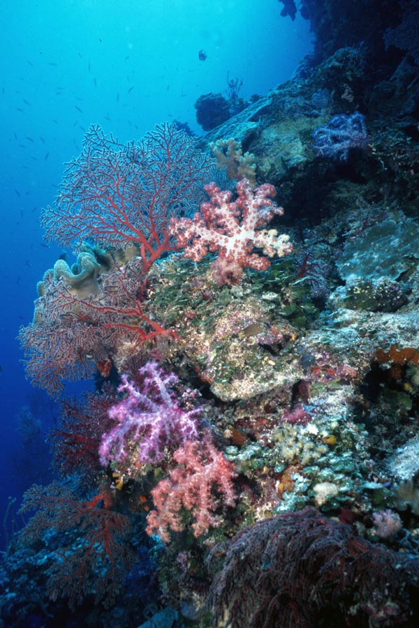 Ocean Hunter I