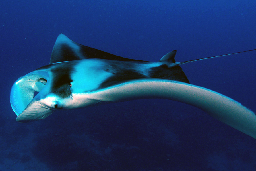 Ocean Hunter I
