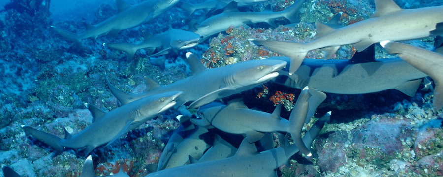 Weißspitzen Riffhai© Reinhard Dirscherl - www.ocean-photos.de