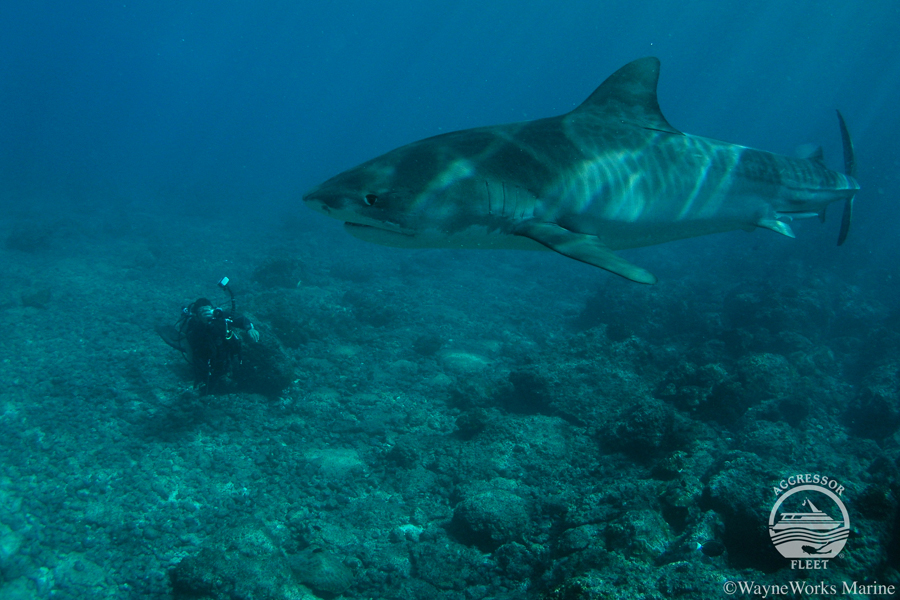 Okeanos Aggressor
