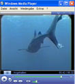 Cocos Island - Haie, Mantas & Schwärme