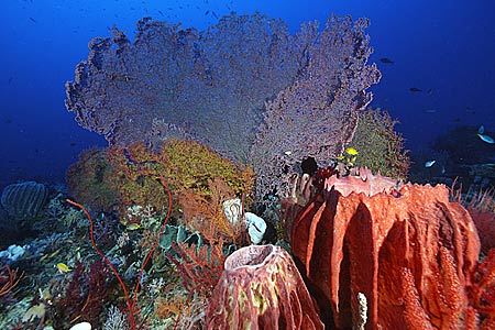Gorgonie mit Becherschwamm