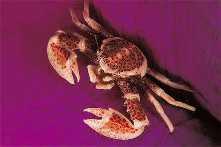 Porzelankrabbe