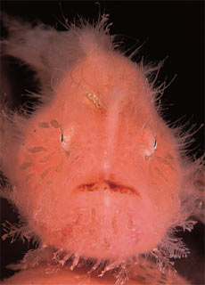 Frogfish