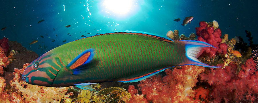 Island Dancer II
