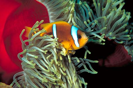 Anemonenfisch