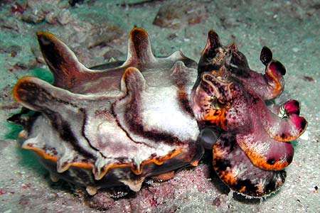 Flamboyent Sepia