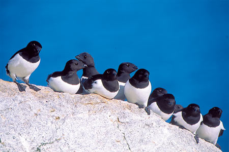 Kleine Auks