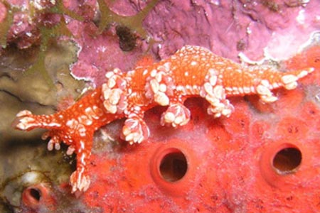 Nacktschnecke