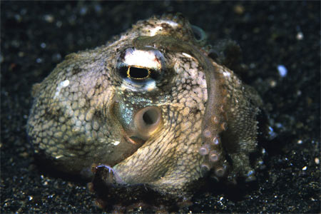 Octopus