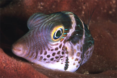Toby Fish