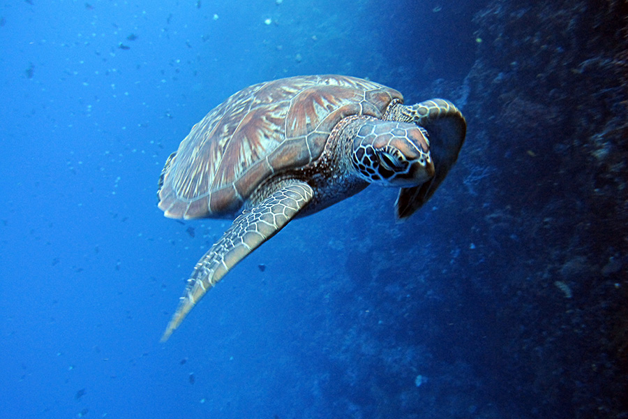 Schildkröte© Bastianos Diving Resort Bunaken