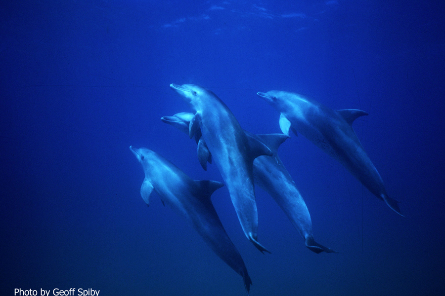 Ocean Dancer
