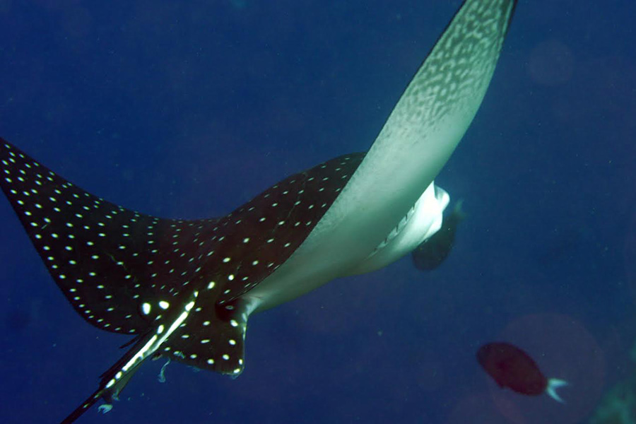 Adlerrochen© Bastianos Diving Resort Bunaken