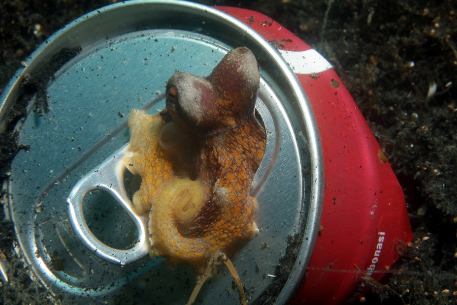 Coconut Octopus in einer Cola Dose© Dirk Czerwek