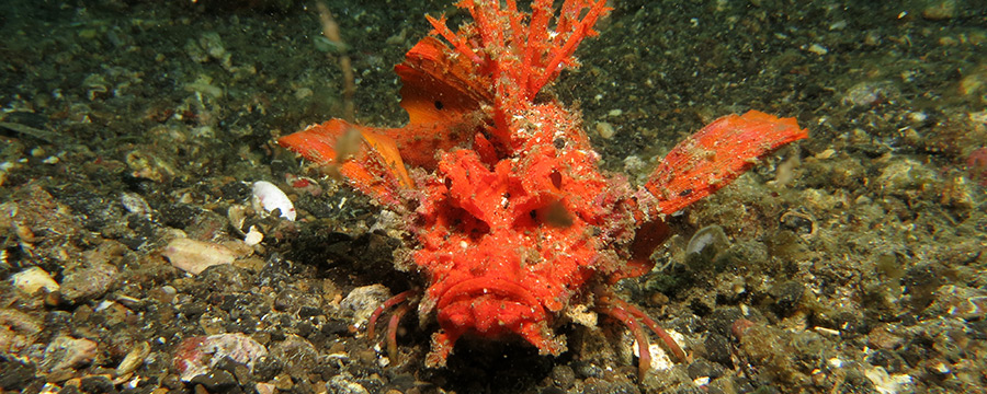 © Fernando Herranz - Bastianos Diving Resort Lembeh