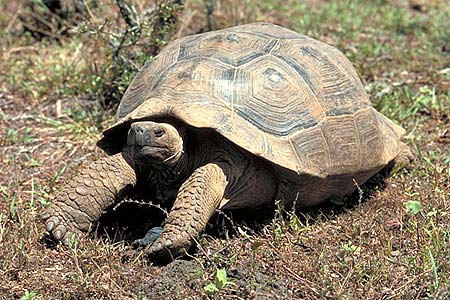 Riesenschildkröte