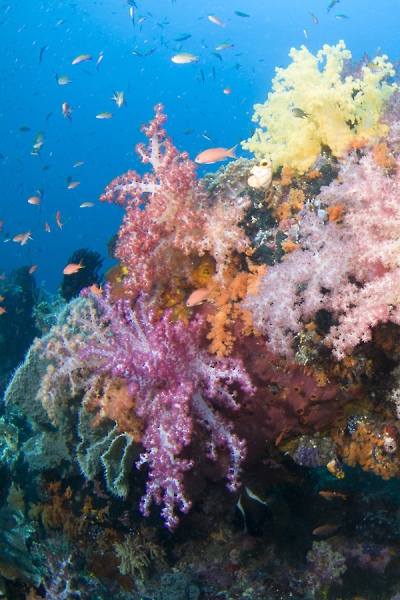Damai II