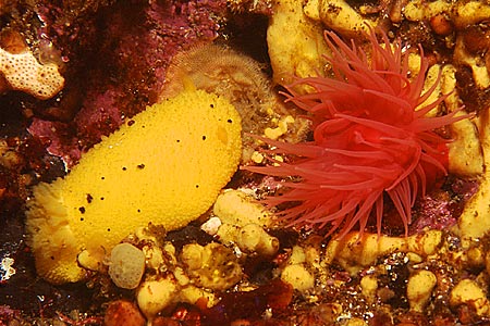 Nacktschnecke