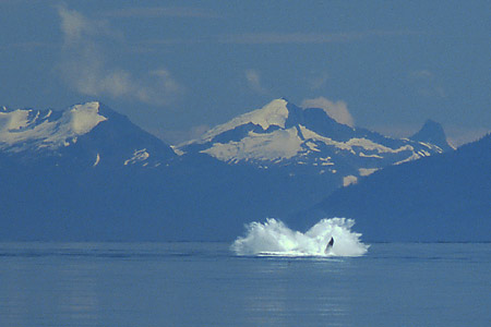 Buckelwal Breaching