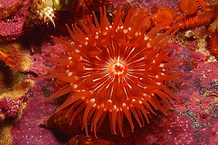 Anemone