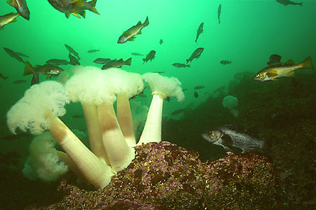 Rockfische