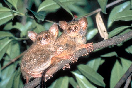 Tarsius Affen