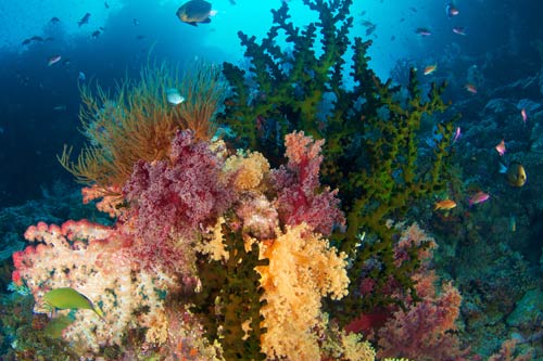 Fiji Siren