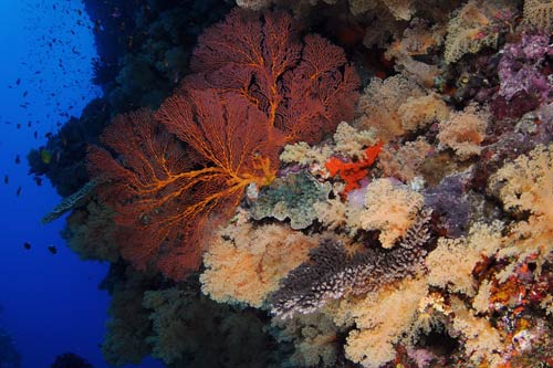 Fiji Siren