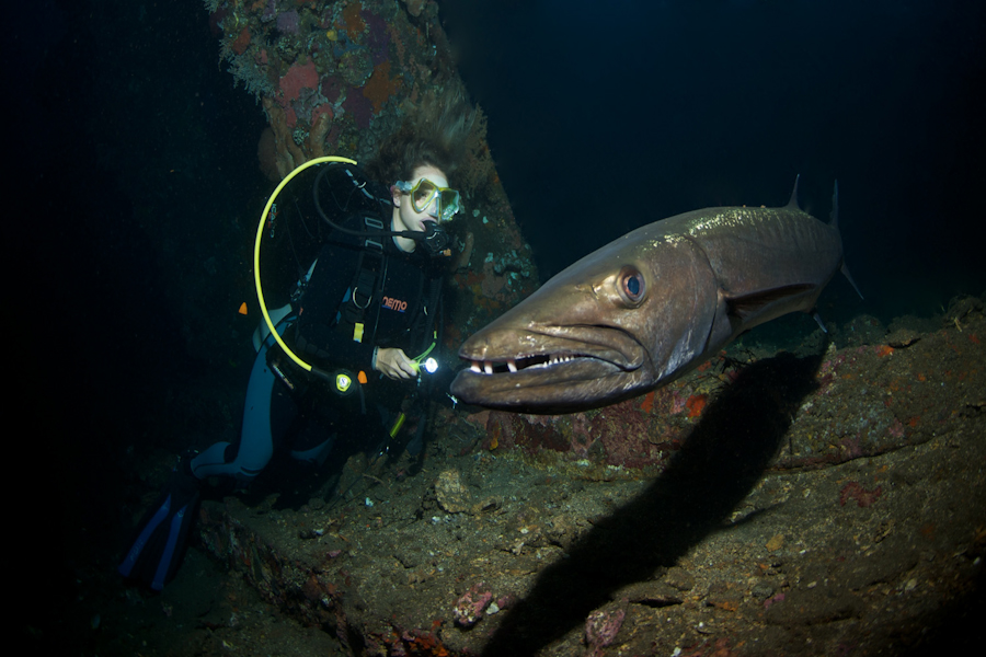 Barracuda Liberty Wrack Tulamben Bali© Wilfried Niedermayr