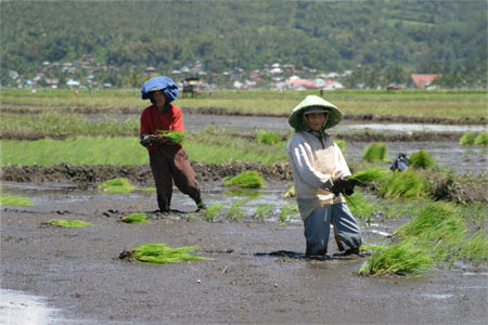 Sulawesische Arbeiter