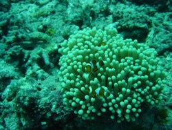 Lembeh Resort