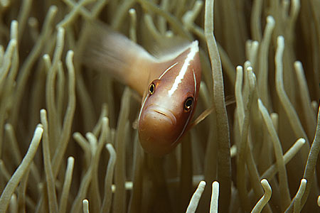 Anemonenfisch