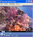 Wakatobi - Hausriff