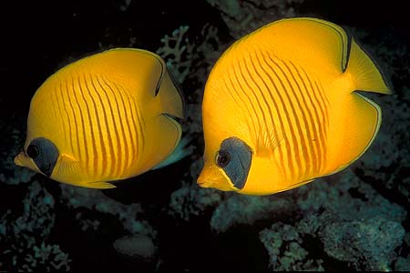 Rotmeer Falterfisch
